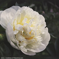 Buy canvas prints of Vintage White Peony Flower  by Imladris 