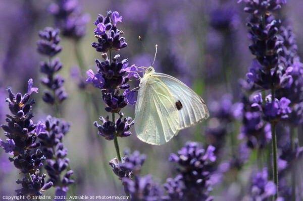 Cabbage White Butterfly Amongst Lavender Picture Board by Imladris 