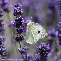 Buy canvas prints of Cabbage White Butterfly Amongst Lavender by Imladris 