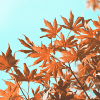 Buy canvas prints of Vintage autumn maple leaves on teal by Imladris 
