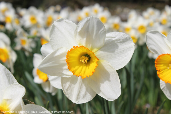 Bright White Daffodil Flower in Spring Picture Board by Imladris 