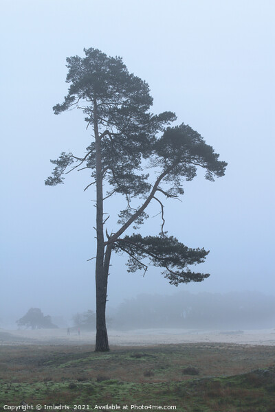 Lone Tree, Wekeromse Sand, the Netherlands Picture Board by Imladris 