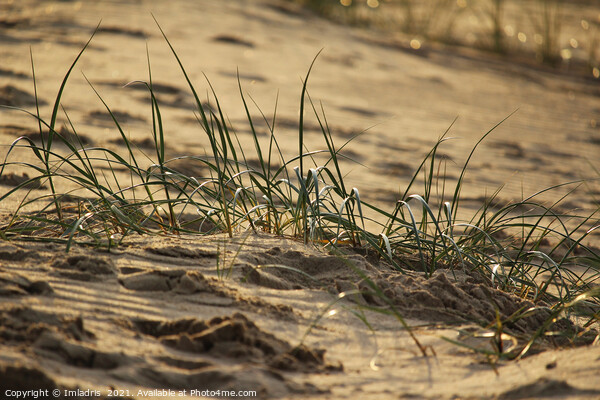 Marram grass (Ammophila), Zeeland Coast Picture Board by Imladris 