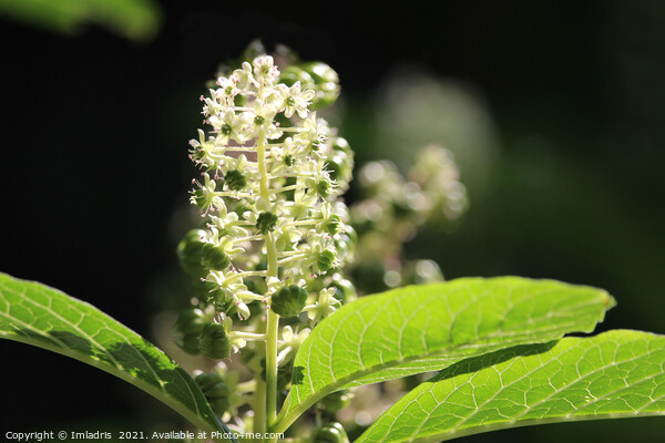Beautiful White Phytolacca Pokeweed Flowers Picture Board by Imladris 