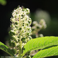 Buy canvas prints of Beautiful White Phytolacca Pokeweed Flowers by Imladris 