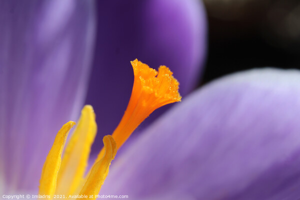 Purple crocus abstract macro Picture Board by Imladris 