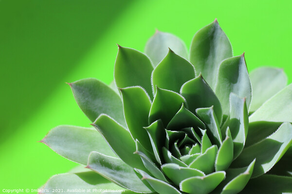Bright green sempervivum succulent plant on green Picture Board by Imladris 