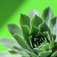 Buy canvas prints of Bright green sempervivum succulent plant on green by Imladris 