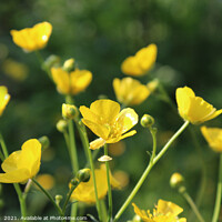 Buy canvas prints of Vibrant Yellow Buttercups Spring Flowers by Imladris 
