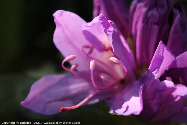 Pink Rhododendron Flowers in Close up Picture Board by Imladris 