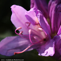 Buy canvas prints of Pink Rhododendron Flowers in Close up by Imladris 