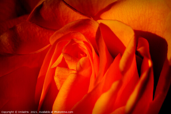 Beautiful Orange Rose Flower Macro Picture Board by Imladris 