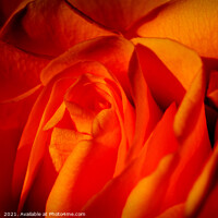 Buy canvas prints of Beautiful Orange Rose Flower Macro by Imladris 
