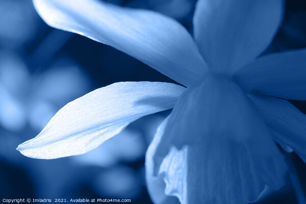 Blue Toned Abstract Floral Daffodil Picture Board by Imladris 