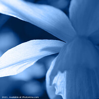 Buy canvas prints of Blue Toned Abstract Floral Daffodil by Imladris 
