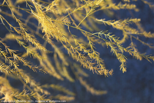 Golden Asparagus Fern Fronds Picture Board by Imladris 