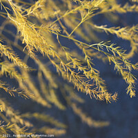 Buy canvas prints of Golden Asparagus Fern Fronds by Imladris 