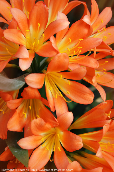 Bright Orange Natal Lily Flowers Picture Board by Imladris 