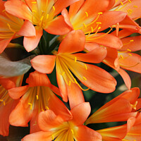Buy canvas prints of Bright Orange Natal Lily Flowers by Imladris 