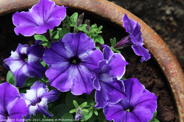 Pot of Purple Striped Petunias Picture Board by Imladris 