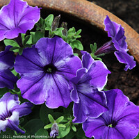Buy canvas prints of Pot of Purple Striped Petunias by Imladris 