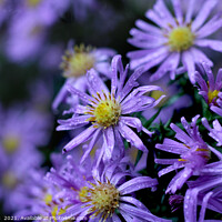 Buy canvas prints of Lovely Soft Purple Aster Flowers by Imladris 