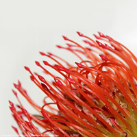 Buy canvas prints of Abstract Red Protea Flower by Imladris 