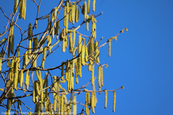 Bright Yellow Catkins Against Blue Sky  Picture Board by Imladris 
