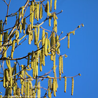 Buy canvas prints of Bright Yellow Catkins Against Blue Sky  by Imladris 