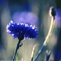 Buy canvas prints of Beautiful backlit blue cornflower bloom by Imladris 