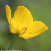 Buy canvas prints of Golden Buttercup Flower in Close up by Imladris 