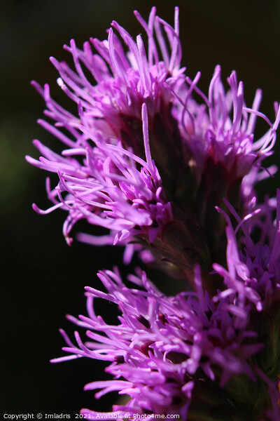 Bright Purple Liatris Flower Abstract Picture Board by Imladris 