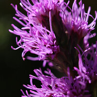 Buy canvas prints of Bright Purple Liatris Flower Abstract by Imladris 