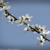 Buy canvas prints of Pure White Plum Blossom in Spring by Imladris 