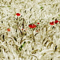 Buy canvas prints of Red Poppies in a Field of Wheat  by Imladris 