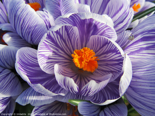 Purple and White Striped Crocus Close up Picture Board by Imladris 