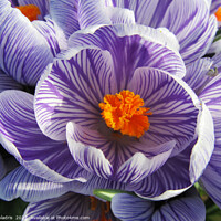 Buy canvas prints of Purple and White Striped Crocus Close up by Imladris 