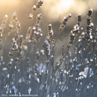 Buy canvas prints of Icy Lavender Blooms Winter Sunrise by Imladris 