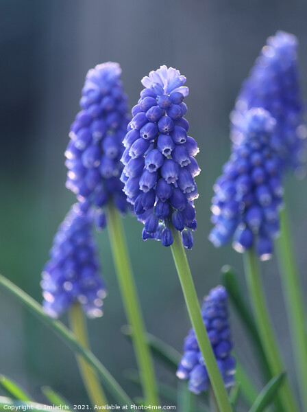 Beautiful Blue Muscari Flowers Picture Board by Imladris 