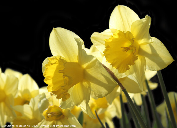 Backlit Yellow King Alfred Daffodils Picture Board by Imladris 