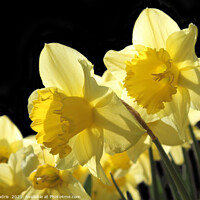 Buy canvas prints of Backlit Yellow King Alfred Daffodils by Imladris 