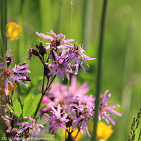 Buy canvas prints of Beautiful Pink Ragged robin flowers by Imladris 
