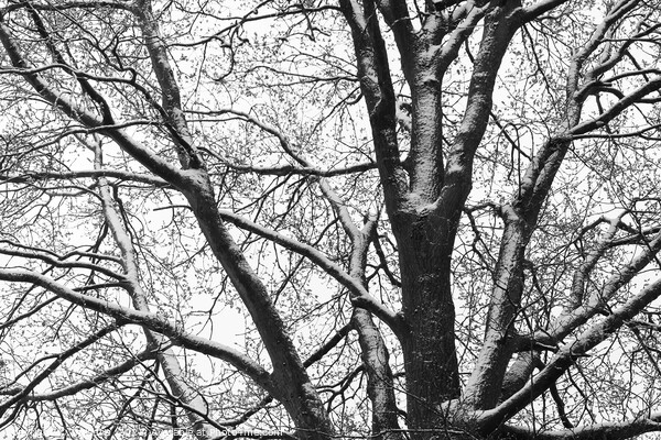 Snowy Oak Tree silhouette mono Picture Board by Imladris 