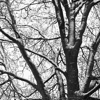 Buy canvas prints of Snowy Oak Tree silhouette mono by Imladris 