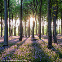 Buy canvas prints of Bluebells at Sunset by mark lakeman