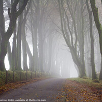 Buy canvas prints of Misty Dartmoor Trees by mark lakeman