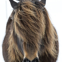 Buy canvas prints of Icelandic Horse Portrait by mark lakeman