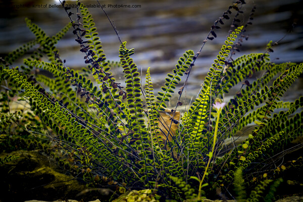 splenium trichomanes or maidenhair spleenwort, small fern growing against a wall Picture Board by Kristof Bellens