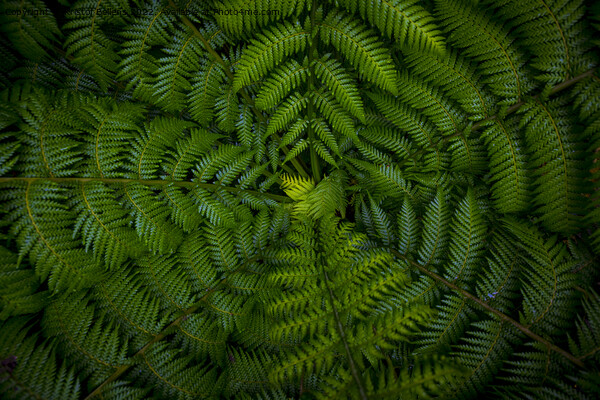 Dark and vibrant green fern leaves spreading out creating swirly natural pattern background. Picture Board by Kristof Bellens
