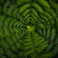 Buy canvas prints of Dark and vibrant green fern leaves spreading out creating swirly natural pattern background. by Kristof Bellens
